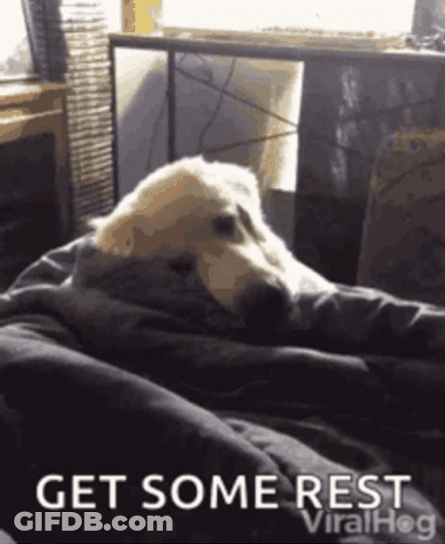 Get Some Rest And Get Better Soon Dog GIF