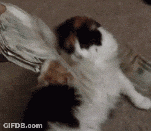 Get That Money Calico Cat GIF