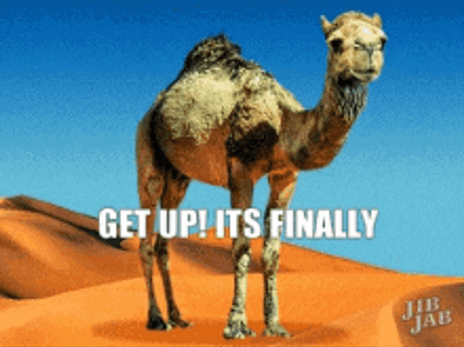 Get Up It's Finally Hump Day Camel GIF