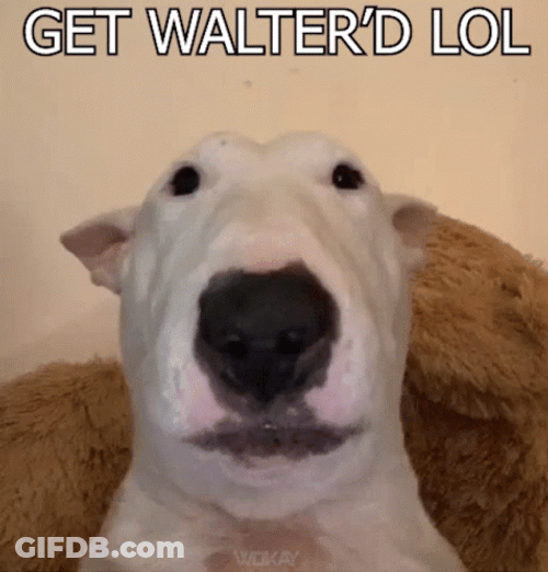 Get Walter'd By Walter GIF