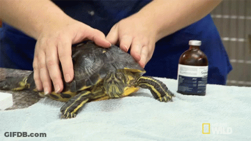 Getting A Check Up World Turtle Day GIF