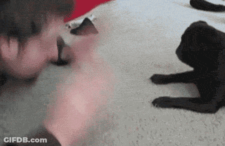 Getting Into A Cat Fight For Fun GIF