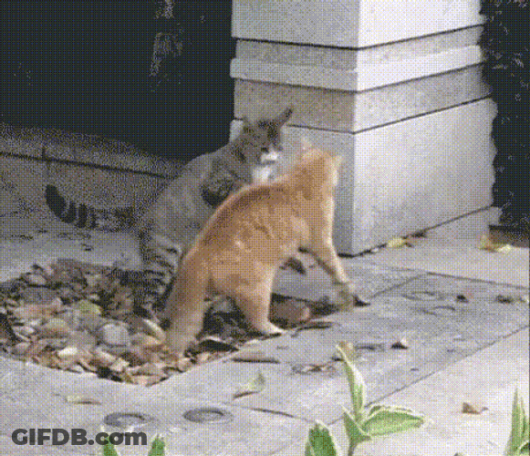 Getting Ready To Cat Fight In Yard GIF