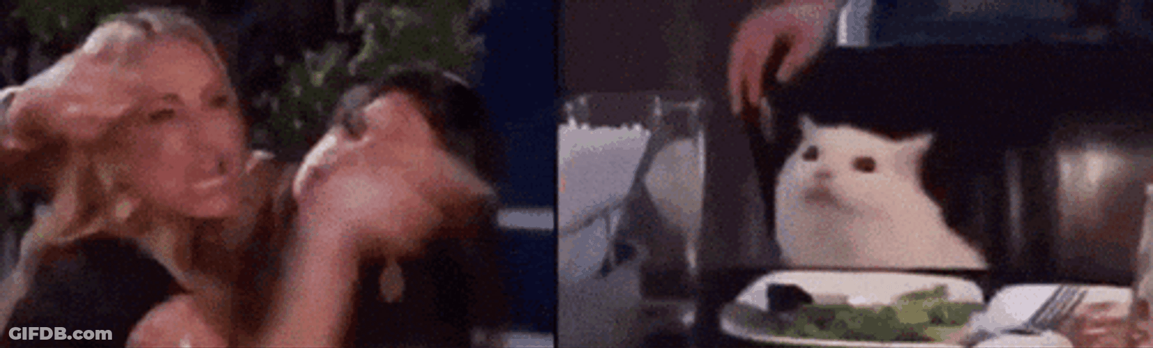 Getting Scolded Screaming Cat Meme GIF