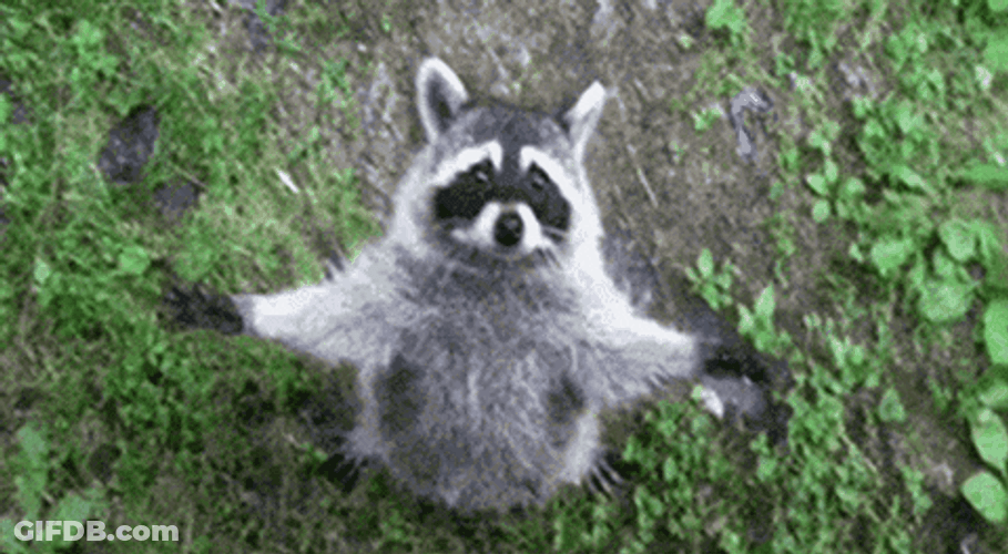 Ghost Hug Cute Racoon Waiting GIF