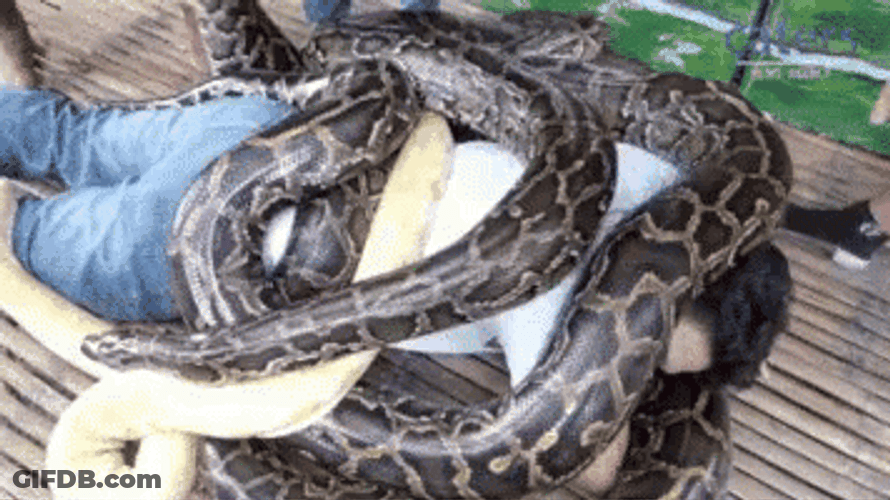 Giant Anaconda Python Massage GIF
