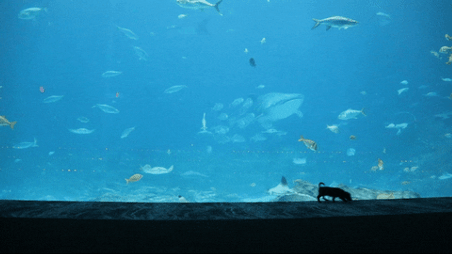 Giant Aquarium Featuring Two Dogs GIF