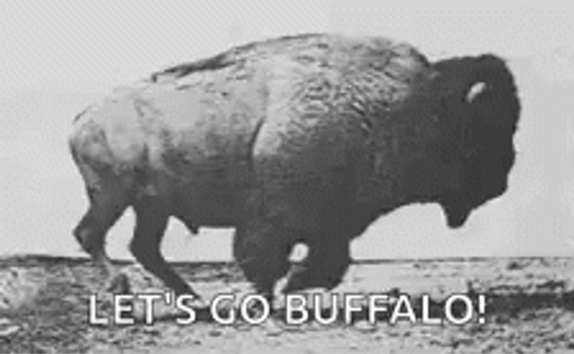 Giant Buffalo Running Lets Go Buffalo GIF