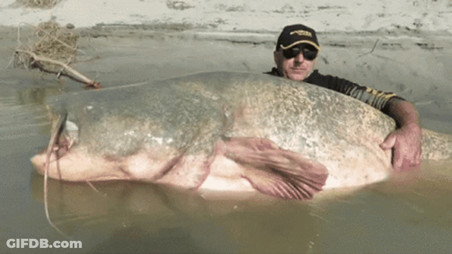 Giant Catfish Funny Fishing GIF