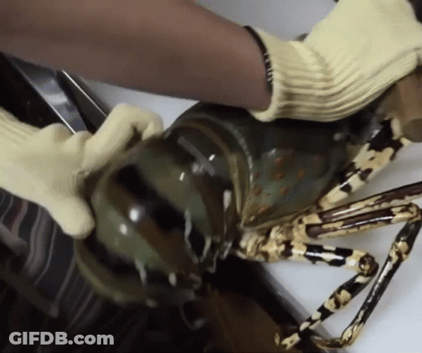 Giant Creepy Lobster Cooking Process GIF