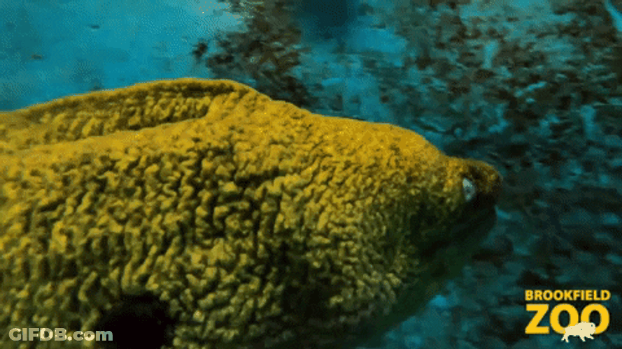 Giant Eel Wave Swimming GIF