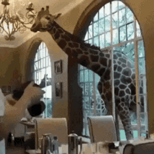 Giant Giraffe Animal GIF