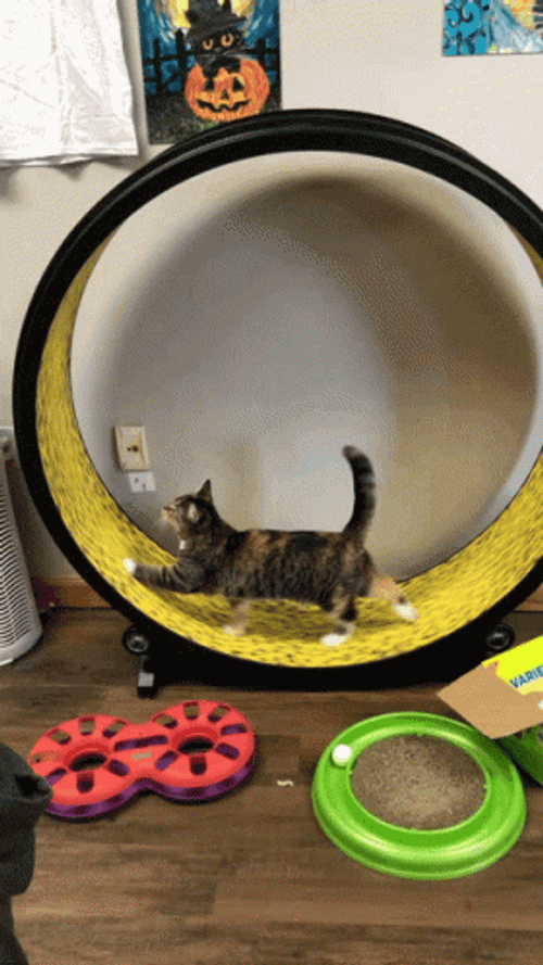 Giant Hamster Wheel Cat Play GIF
