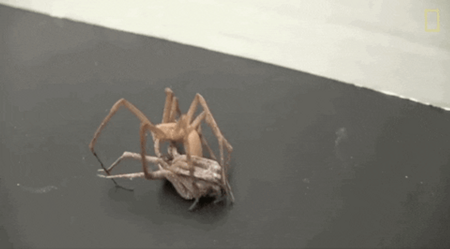 Giant Huntsman Spider GIF