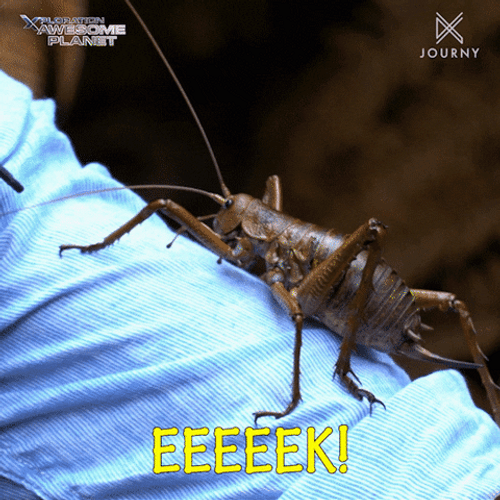 Giant Insect Weta GIF