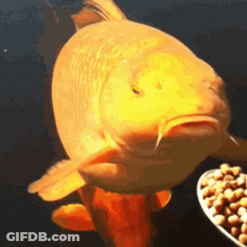 Giant Koi Fish Feeding GIF