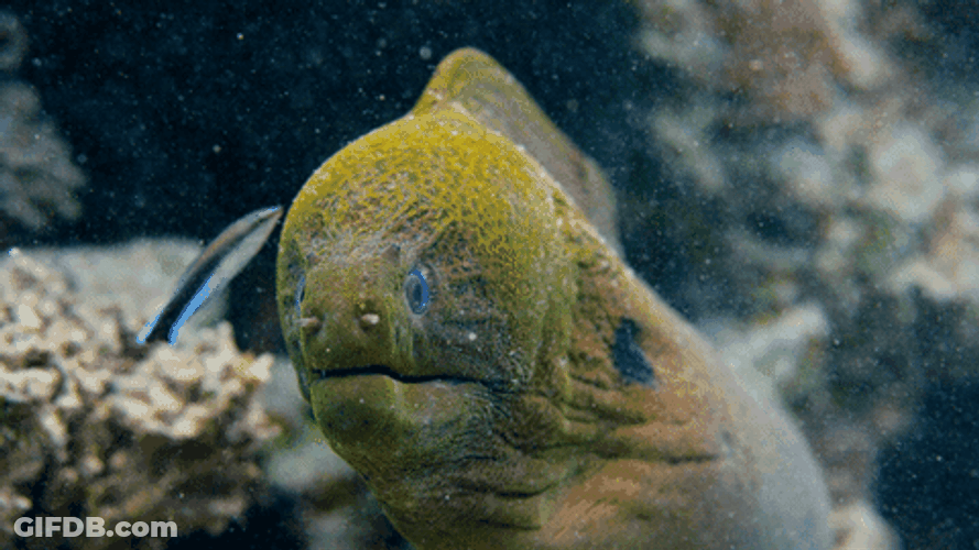 Giant Moray Marine Eel GIF