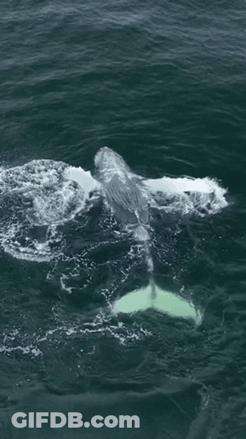 Giant Orca On The Ocean GIF