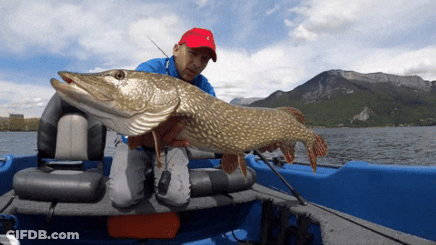 Giant Pike Fish Meme GIF