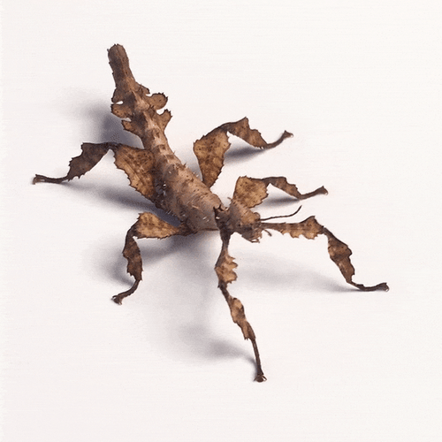 Giant Prickly Stick Bug GIF