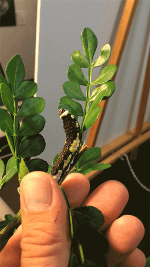Giant Swallowtail Caterpillar GIF