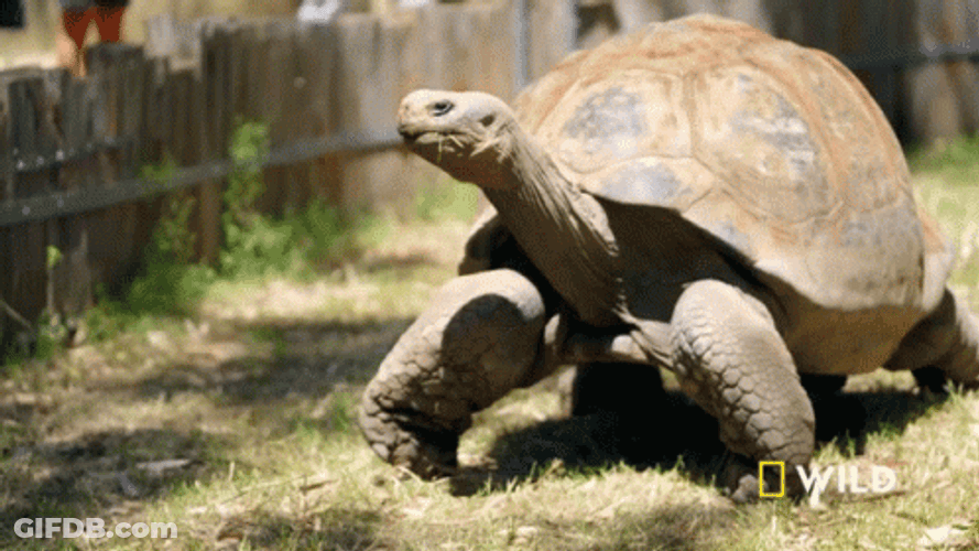 Giant Tortoise Walking Slow Nat Geo Wild GIF