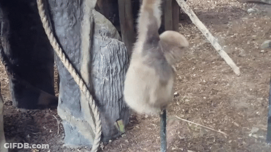 Gibbon Climbing On Pole GIF
