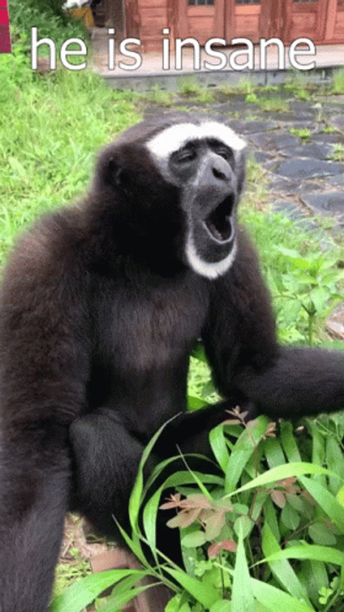 Gibbon Going Crazy GIF