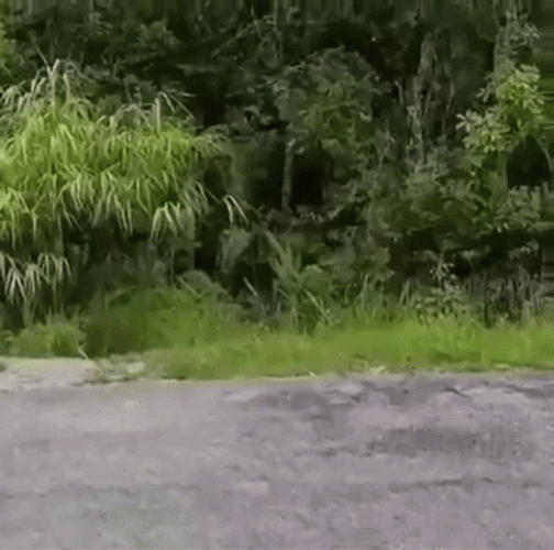 Gibbon Hitting Camera GIF