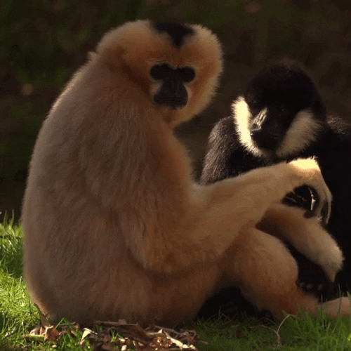 Gibbon Looking Behind GIF