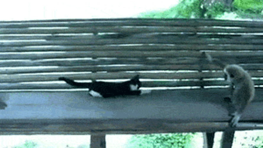 Gibbon Playing With Cat GIF