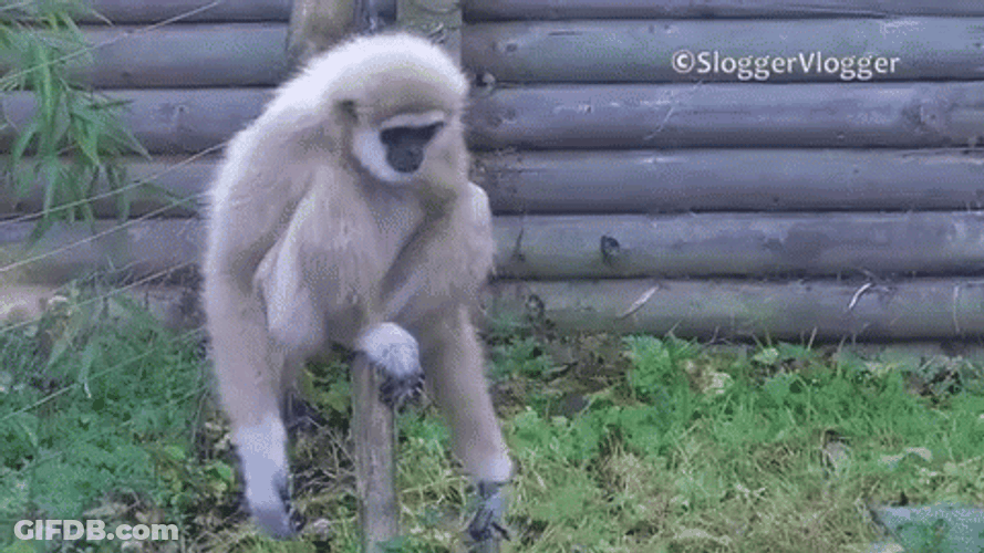 Gibbon Shaking GIF