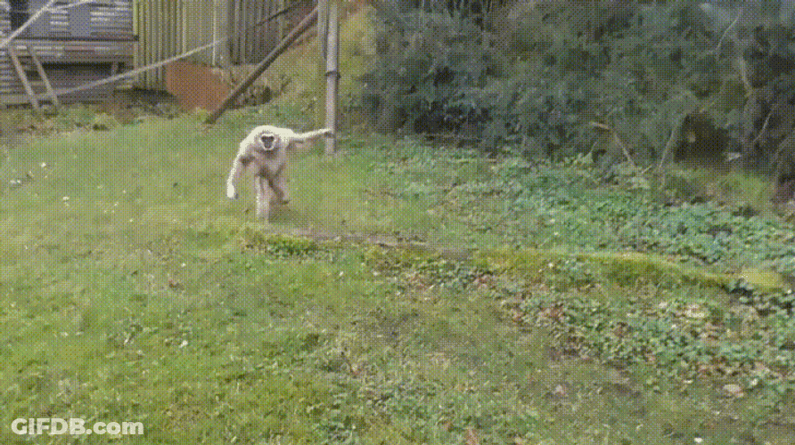Gibbon Shocked GIF
