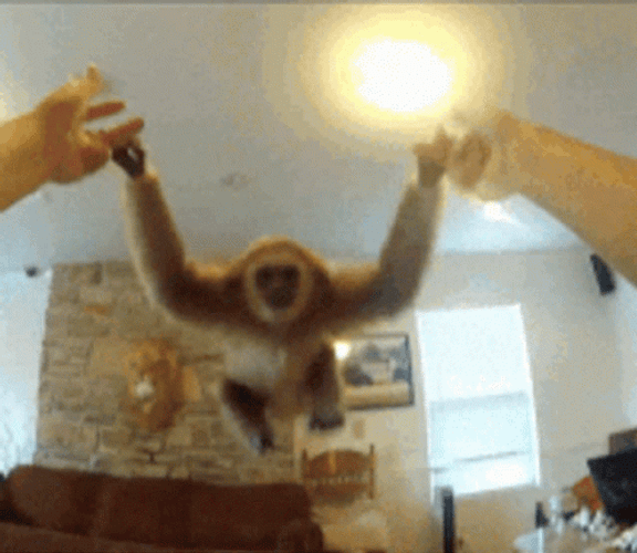 Gibbon Swinging On Hand GIF