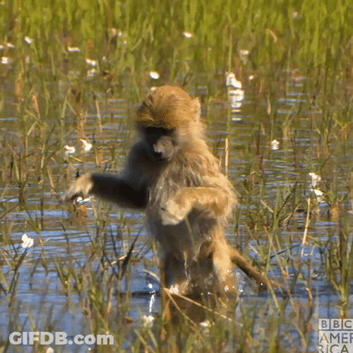 Gibbon Walking On River GIF