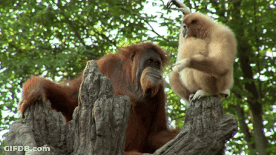Gibbon With Orangutan GIF