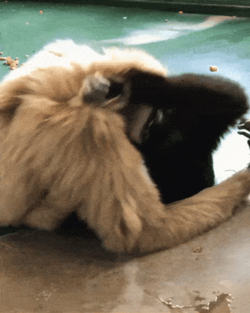 Gibbons Fighting GIF
