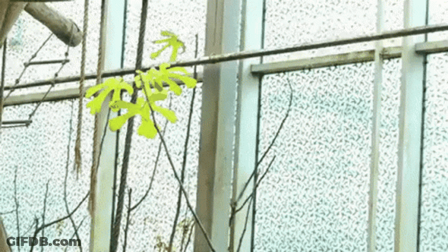 Gibbons Swinging GIF