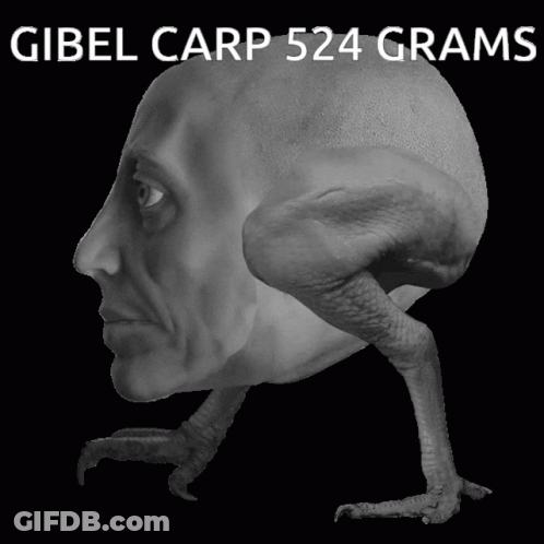 Gibel Carp 524 Grams Above Statue GIF