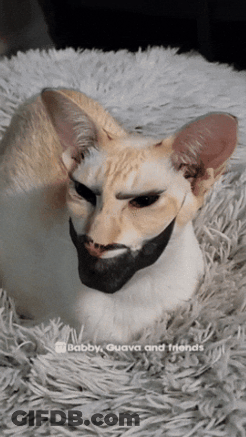 Gigachad Meme Cat With Thick Beard GIF
