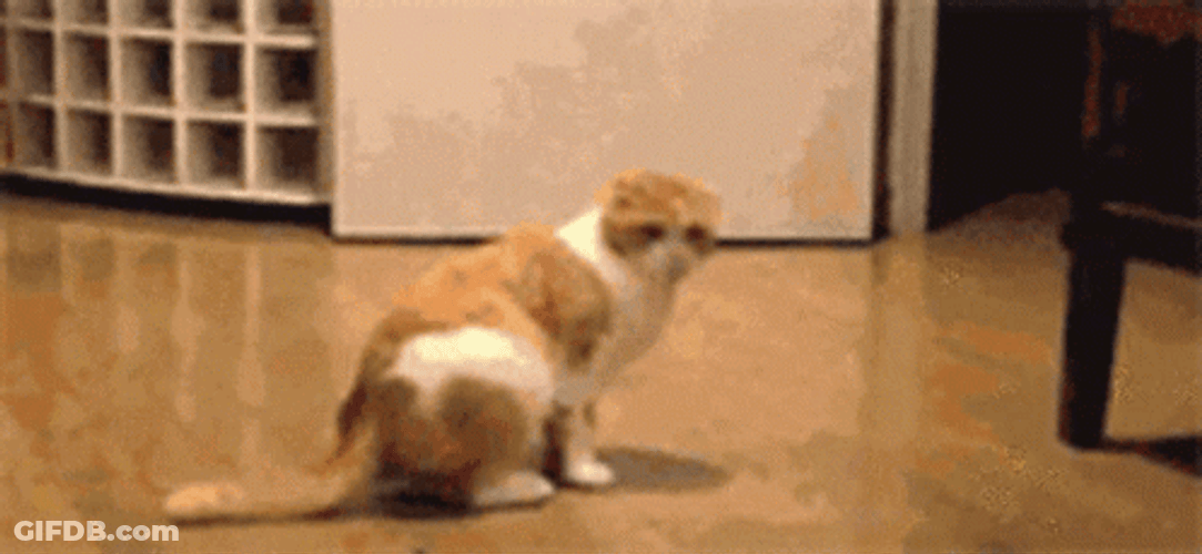 Ginger Cat Lay Down GIF