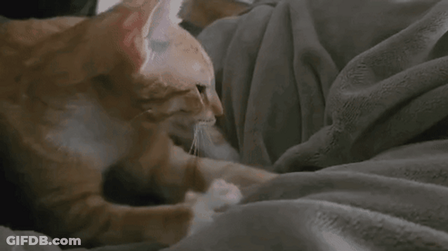 Ginger Cat Making Biscuits Comfy Blanket GIF