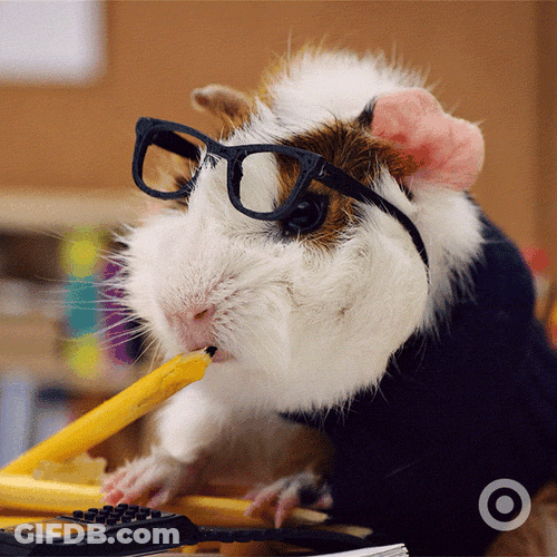 Ginuea Pig Learning In School GIF