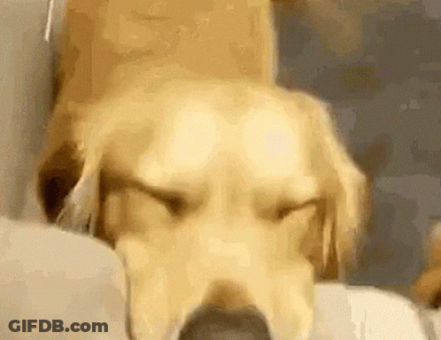 Giphy Logo Be Animated GIF