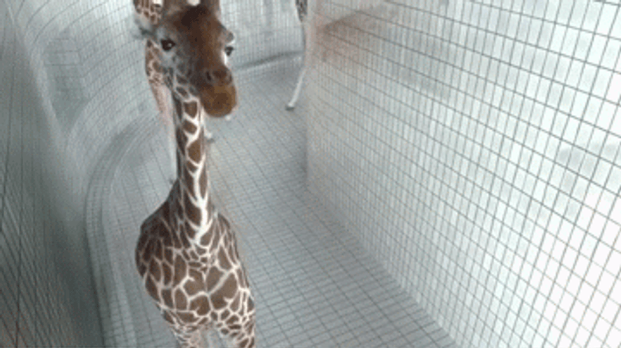 Giraffe Acting Cute GIF