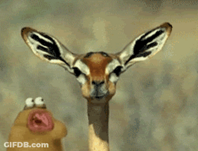 Giraffe And Friend Chewing Together GIF
