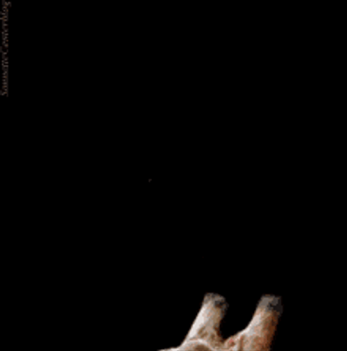 Giraffe Big Kiss GIF