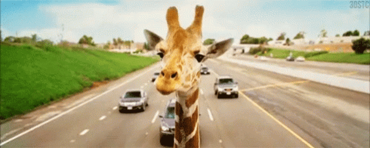 Giraffe Car Ride GIF
