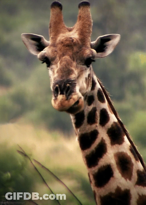 Giraffe Close Up Face And Neck GIF
