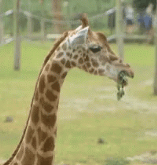 Giraffe Eating Plants GIF